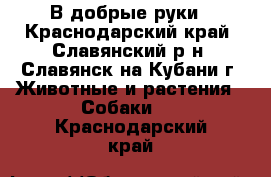 В добрые руки - Краснодарский край, Славянский р-н, Славянск-на-Кубани г. Животные и растения » Собаки   . Краснодарский край